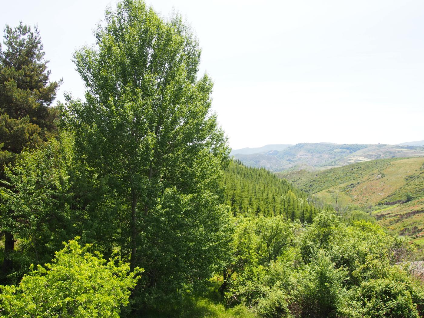 Aspen plant